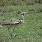 Kori Bustard