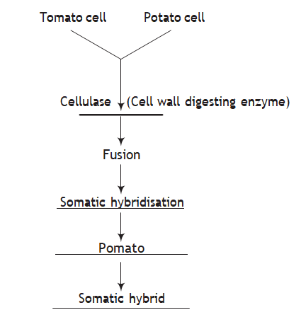 Solution Image