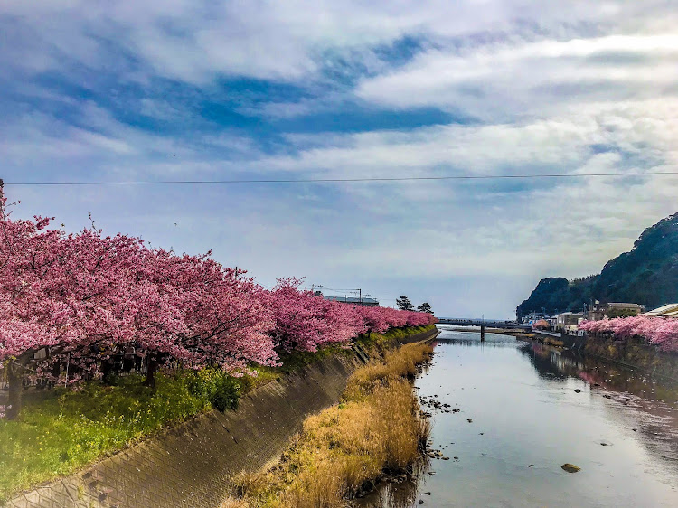 ヴォクシーの富士山・ループ橋・皆様おはようございます・TEAM Excitación・桜とクルマに関するカスタム事例の投稿画像2枚目