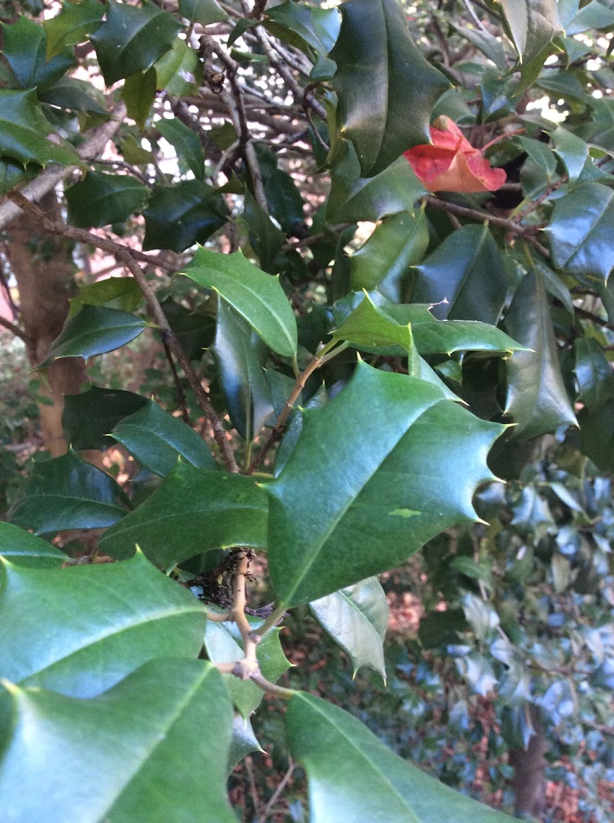 American Holly