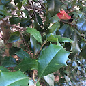 American Holly