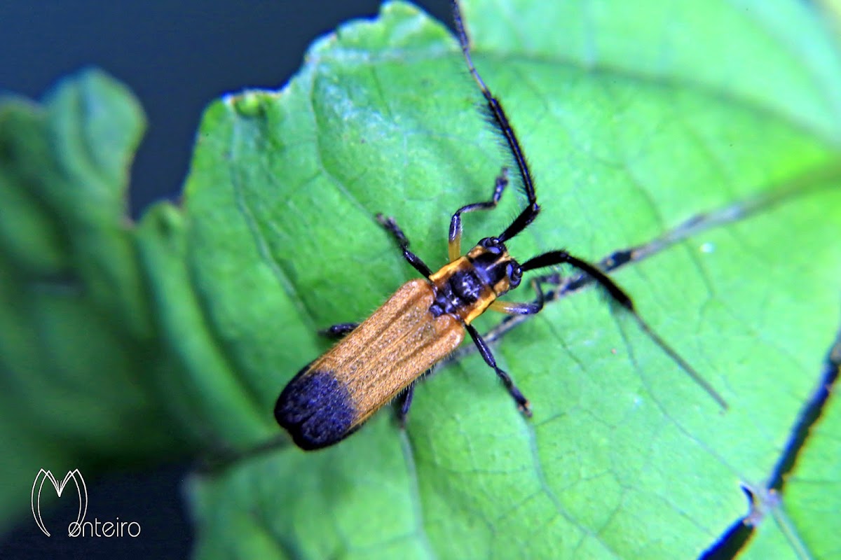 Long horn beetle