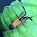 Long horn beetle