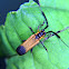 Long horn beetle