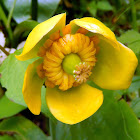 East Asian Yellow Water Lily