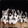 Cute Dogs HD Wallpaper New Tab