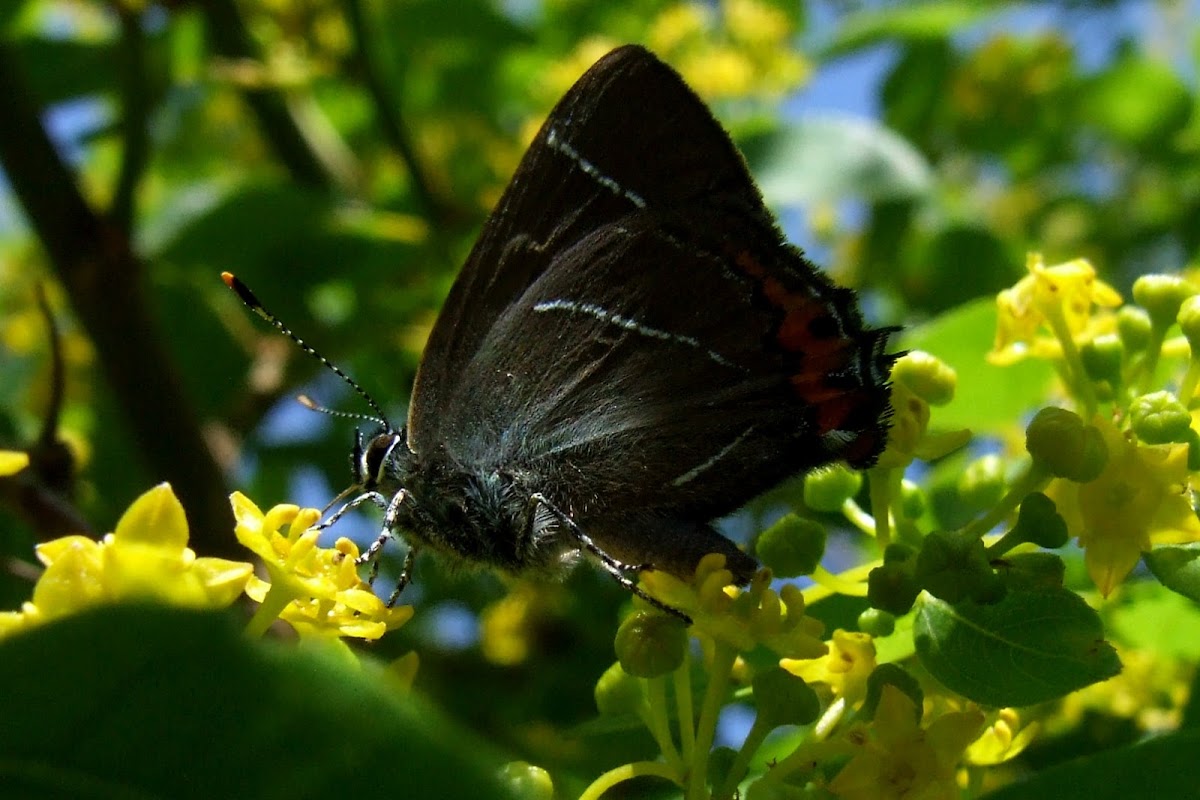 White-letter Hairstreak