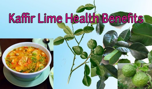 Free Download Kaffir Lime Health Benefits APK for Android