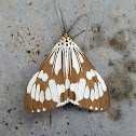 Marbled White Tiger