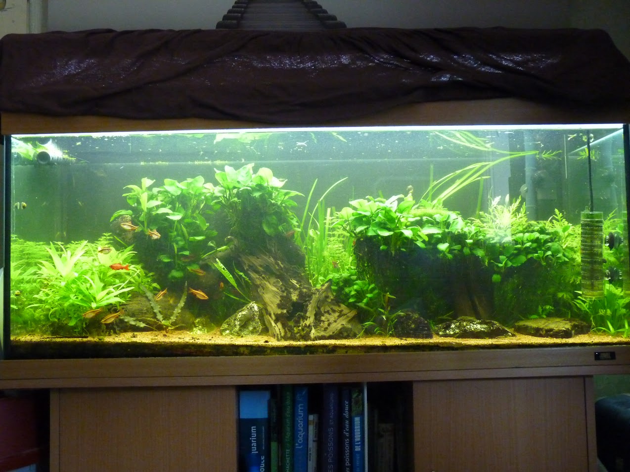 Ma petit histoire Aquariophile de 2009 à aujourd'hui  S5_RNAmTDUg3_1qiCXDFDo8fOhHgWr_JVrLb3Mpczqg=w1274-h956-no