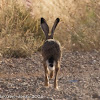 Iberian Hare