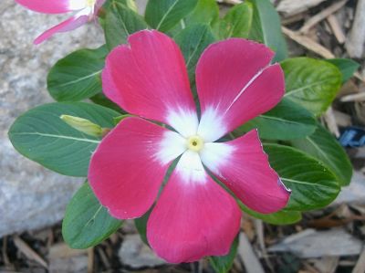 Madagascar Periwinkle