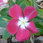 Madagascar Periwinkle