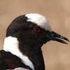 Avefría armada (Blacksmith lapwing)