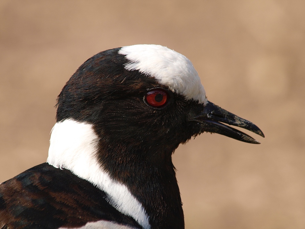 Avefría armada (Blacksmith lapwing)