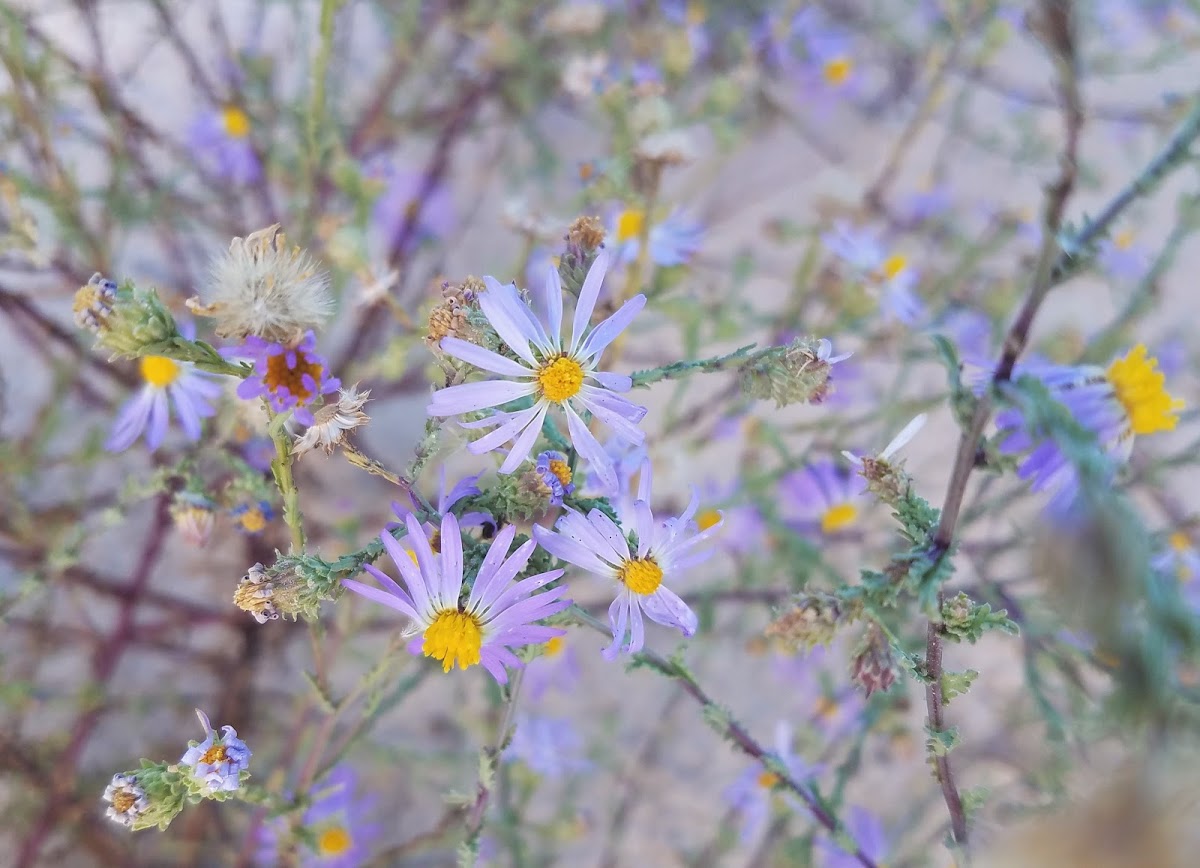 Tansyleaf tansyaster