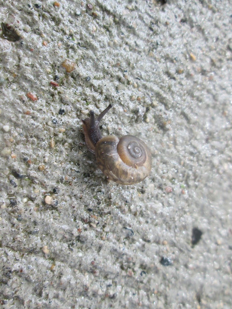 Land Snail