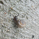 Land Snail