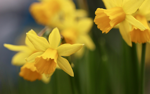 Yellow lilies