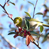 Silvereye