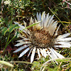 Silver Thistle