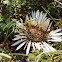 Silver Thistle