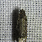 Unknown Tortricid Moth