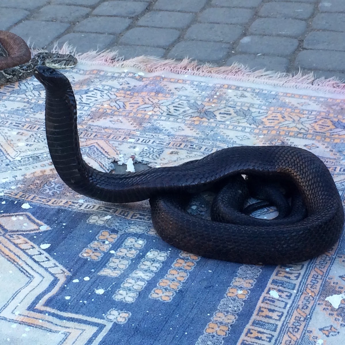 Desert Cobra