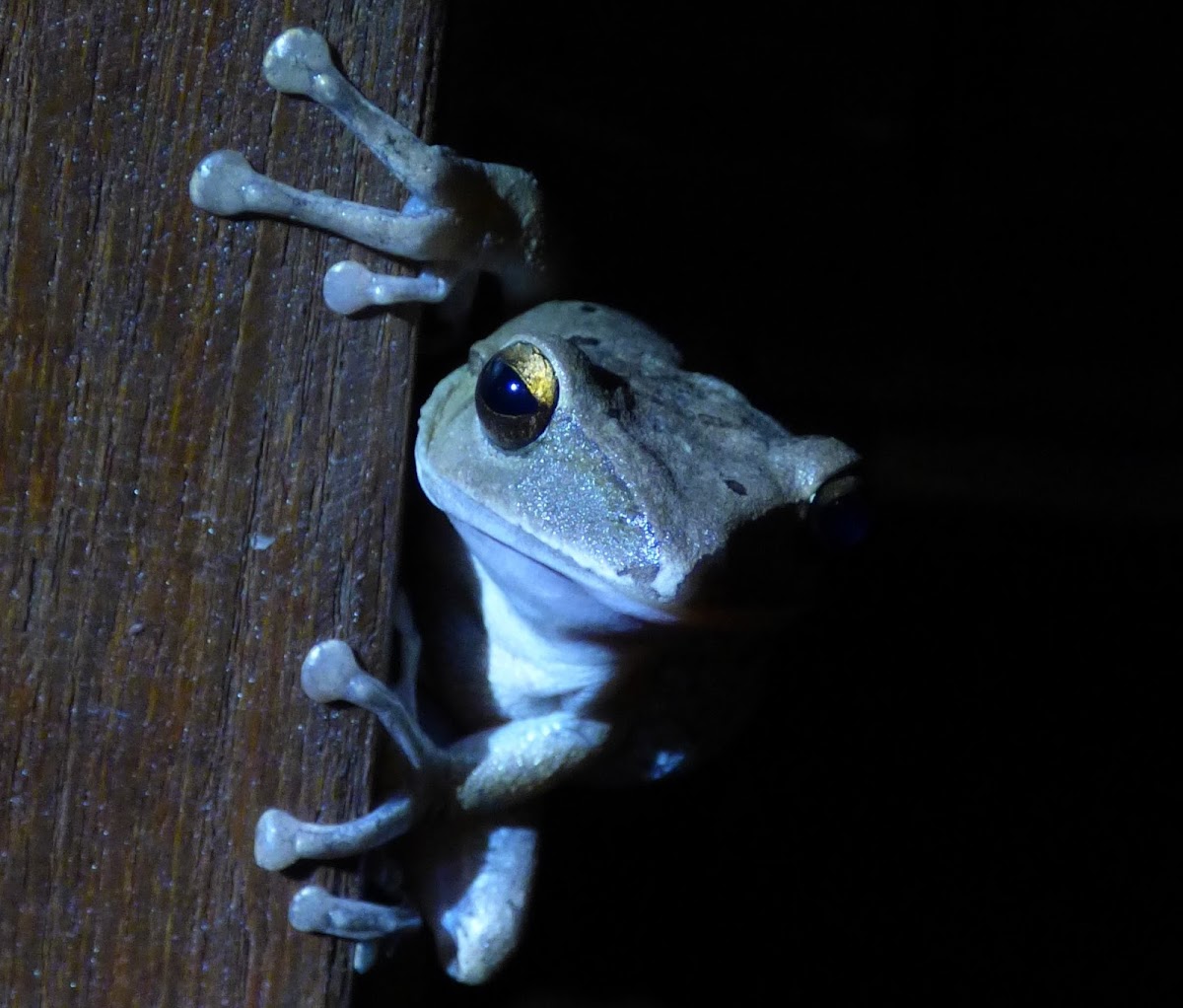 Brown Tree Frog