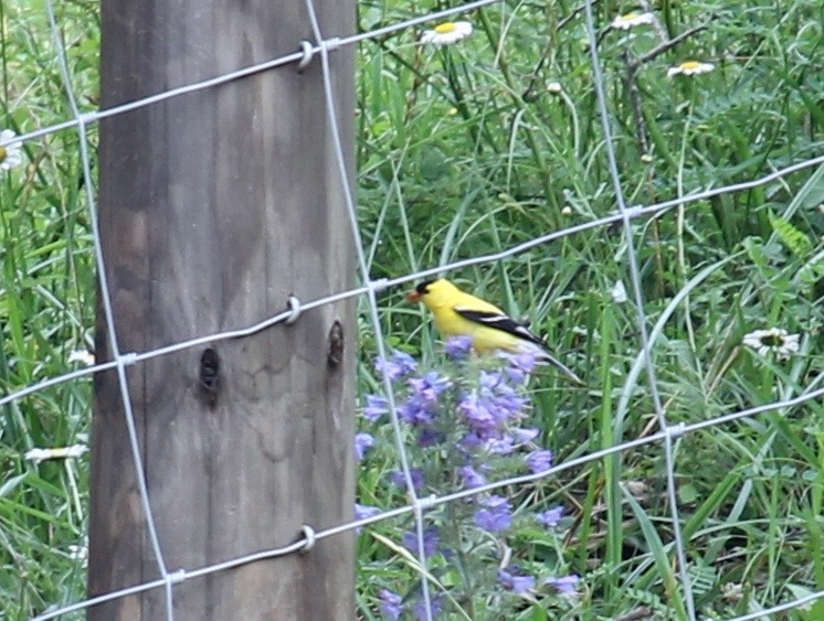 American Goldfinch (Male)