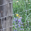 American Goldfinch (Male)