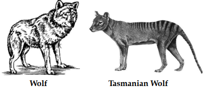 Adaptive radiation