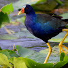 Purple Gallinule