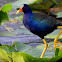 Purple Gallinule