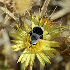 Bee-fly