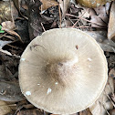 Deer Mushroom