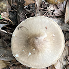 Deer Mushroom