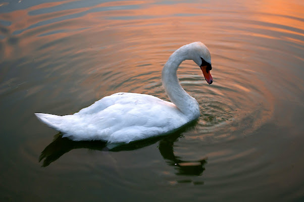 Cygnus di Pinco_Pallino