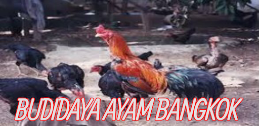 Cara Sukses Ternak Ayam Bangkok Aplicaciones En Google Play