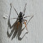 Orange-legged Swift Spider -male