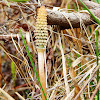 Field Horsetail (non-flowering plant)