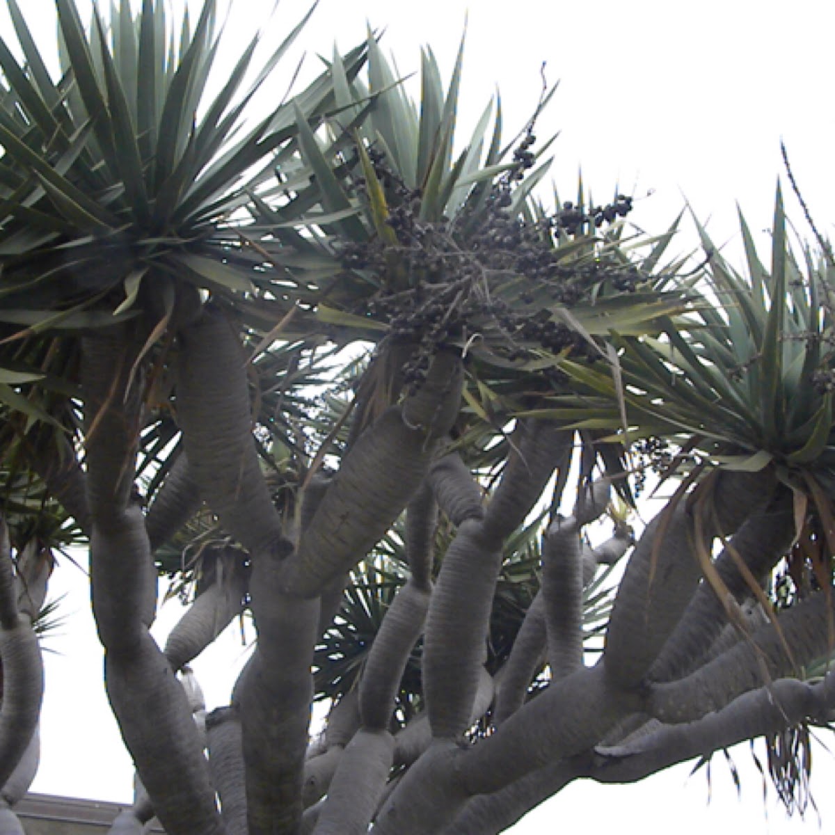 Canary Islands Dragon tree (Drago)