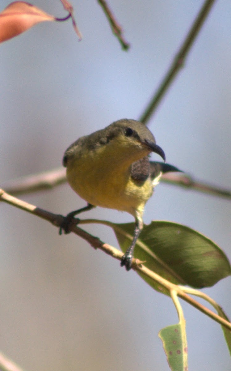 Purple-rumped Sunbird(Female)