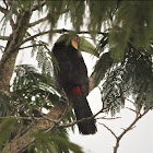 Red-breasted Toucan