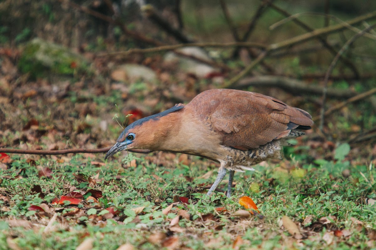 Malayan night heron