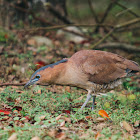 Malayan night heron