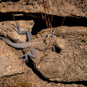 Himalayan Rock Agama