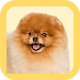 Download Pomeranian Care Tips For PC Windows and Mac 1.0