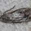 silver moth