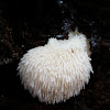 Lion's Mane Mushroom